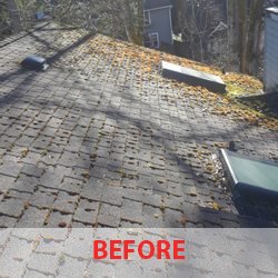 Roof Moss Removal In Kirkland