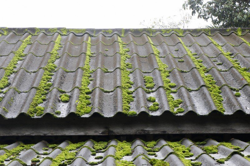 Expert Bothell moss removal in WA near 98011
