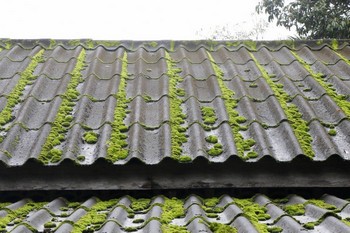 Exceptional Medina roof moss removal in WA near 98039