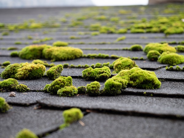 Bellevue moss treatment for your roof in WA near 98007