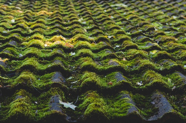 Mountlake Terrace roof moss removal services in WA near 98043