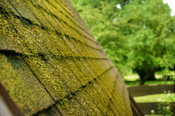 Shoreline roof moss removal services in WA near 98133